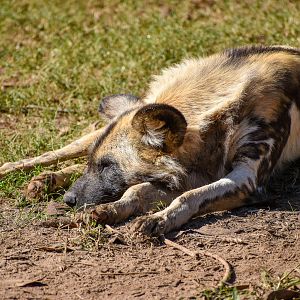 African Wild Dog