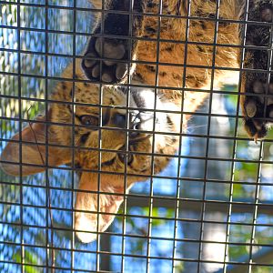 Serval above my head