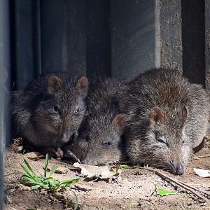 Long-nosed Potoroos