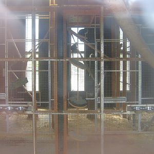 Odsherred Zoo - Macaque exhibit (indoors)