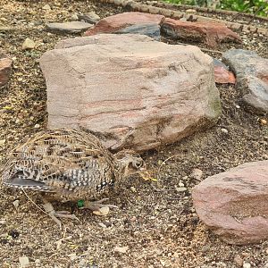 Burgers' Desert - Montezuma quail