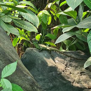 Burgers' Bush - Green basilisk