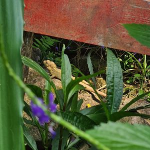 Burgers' Mangrove - Brown basilisk