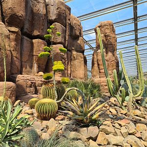 Burgers' Desert - Landscape and cacti