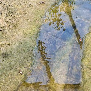 Burgers' Mangrove - Juvenile fiddler crabs