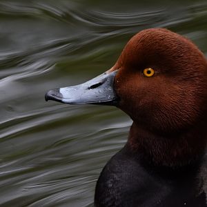 [May 2021] Cypress Swamp- Redhead (Aythya americana)