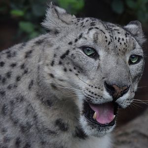 [May 2021] Big Cat Country- snow leopard (Panthera uncia)