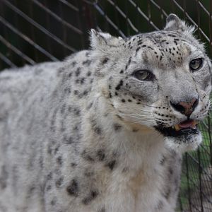 Big Cat Country- snow leopard (Panthera uncia) walking