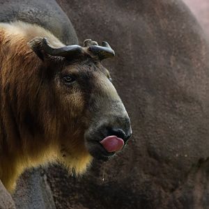 [May 2021] Red Rocks- Sichuan Takin (Budorcas taxicolor tibetana) licking lips