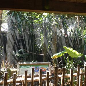 Toco Toucan Aviary - June 2022