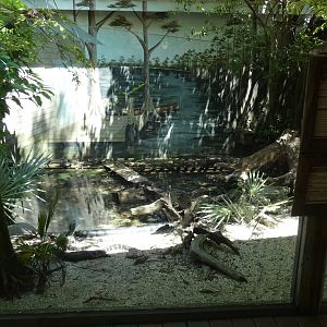 Alligator Hatchling Exhibit - June 2022