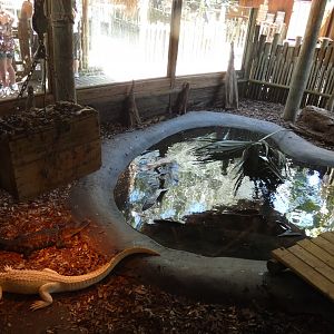 Albino Alligator Exhibit #2 - June 2022
