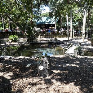 Main Adult Alligator Exhibit ("Alligator Lagoon") - June 2022