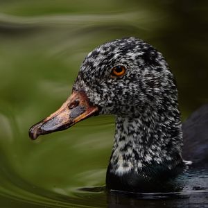 Cypress Swamp- white-winged duck (Asarcornis scutulata)