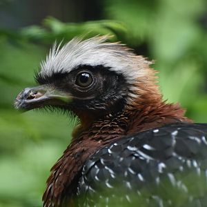 White-crested Guan Penelope pileata