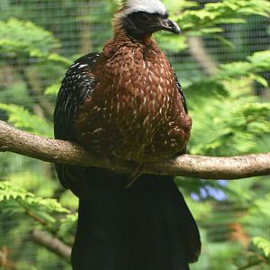 White-crested Guan Penelope pileata