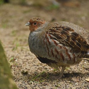 Grey Partridge Perdix perdix