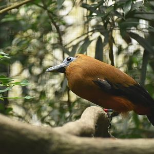 Capuchinbird Perissocephalus tricolor