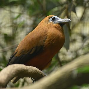Capuchinbird Perissocephalus tricolor