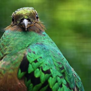 Golden-headed Quetzal Pharomachrus auriceps