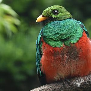 Golden-headed Quetzal Pharomachrus auriceps