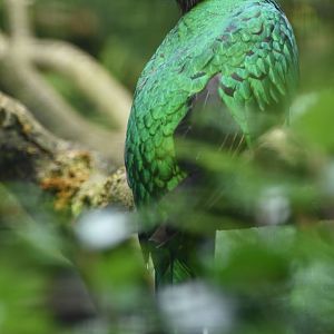 Golden-headed Quetzal Pharomachrus auriceps