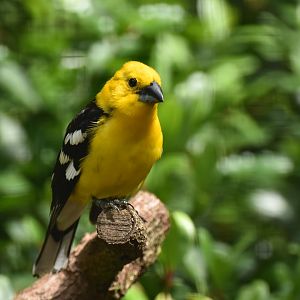 Golden-bellied Grosbeak Pheucticus chrysogaster