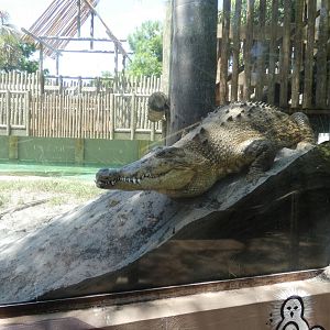 Female Saltwater Crocodile on her Nest, Australia: Realm of the Saltie - June 2022