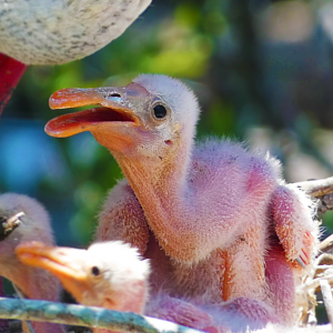 Roseate Spoonbill Hatchling, Native Bird Rookery - June 2022