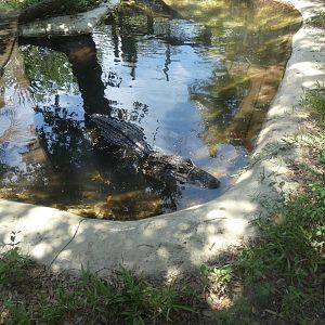 Black Caiman, Land of Crocodiles - June 2022