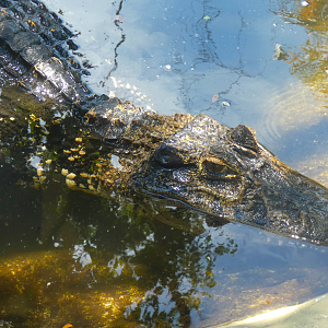 Black Caiman, Land of Crocodiles - June 2022