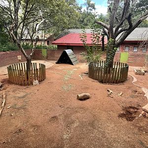 Cape Porcupine Enclosure (Hystrix africaeaustralis)