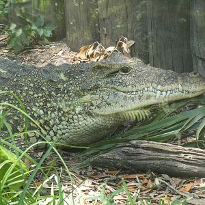 Orinoco Crocodile, Land of Crocodiles - June 2022