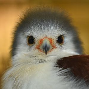 Pygmy Falcon Polihierax semitorquatus
