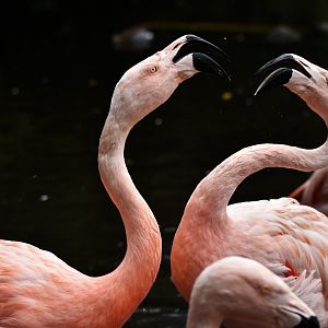 Chilean Flamingo Phoenicopterus chilensis