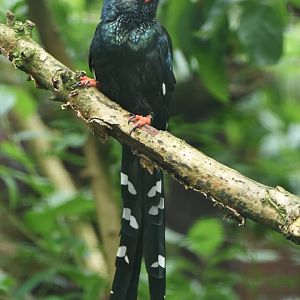 Green Woodhoopoe Phoeniculus purpureus