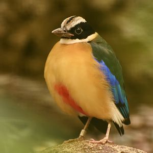 Blue-winged Pitta Pitta moluccensis