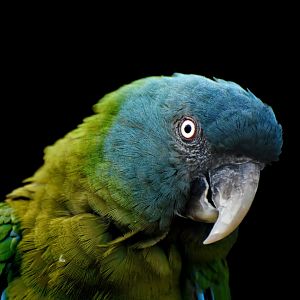 Blue-headed Macaw Primolius couloni