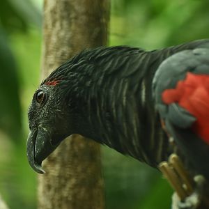 Pesquet's Parrot Psittrichas fulgidus