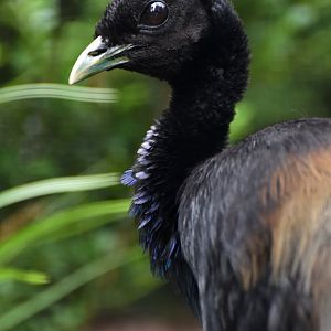 Pale-winged Trumpeter Psophia leucoptera