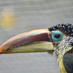 Curl-crested Aracari Pteroglossus beauharnaisii