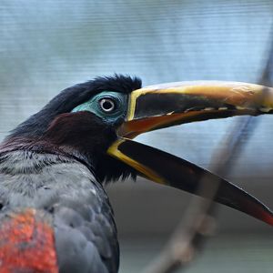 Chestnut-eared Aracari Pteroglossus castanotis