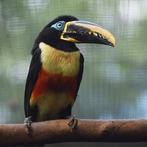 Chestnut-eared Aracari Pteroglossus castanotis