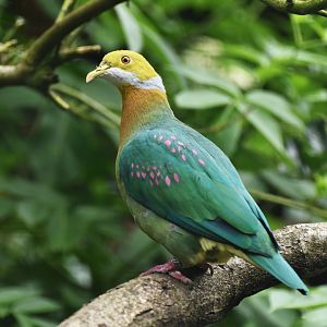 Pink-spotted Fruit-Dove Ptilinopus perlatus