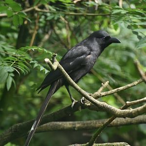 Piapiac Ptilostomus afer