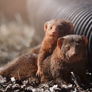 [March 2021] River's Edge- dwarf mongooses (Helogale parvula)