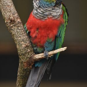 Crimson-bellied Conure Pyrrhura perlata