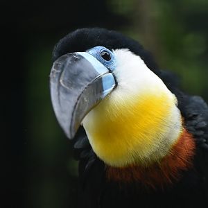 Channel-billed Toucan Ramphastos vitellinus