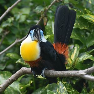 Channel-billed Toucan Ramphastos vitellinus