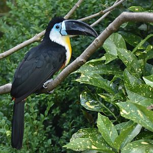 Channel-billed Toucan Ramphastos vitellinus